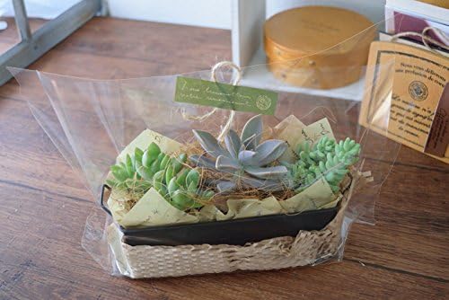 Amazon 花由 ３種の多肉植物 In ブリキバスケット ラッピングしてお届け 5日後以降のお届け 観葉植物 オンライン通販
