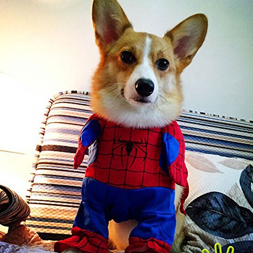 Resultado de imagen para Corgis 衣装を着たドレス