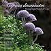The Miraculous Mushroom 2017 Wall Calendar: With Fabulous Fungi Facts