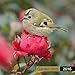 Garden Birds (CL53501) by