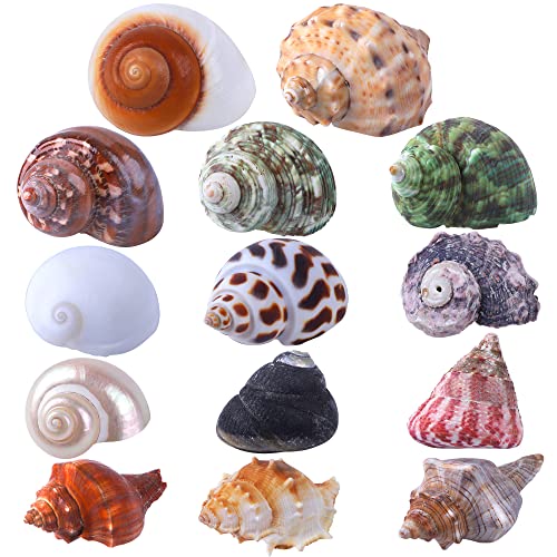 PPCLION Natural Hermit Crab Shells