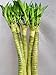 Jmbamboo - 5-stem of 16" Hydra Lotus Lucky Bamboo - Design Jmbamboo