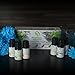 Aromatherapy Essential Oils Gift Set - Pure Natural Essential Oil for Diffusers Humidifiers & Carrier Oils Tea Tree Orange Eucalyptus Lavender Peppermint & Lemongrass 10 ml each Therapeutic Grade