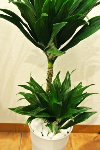 Amazon Co Jp 花言葉は 幸福 ドラセナ コンパクタ ５号鉢 ホーム キッチン