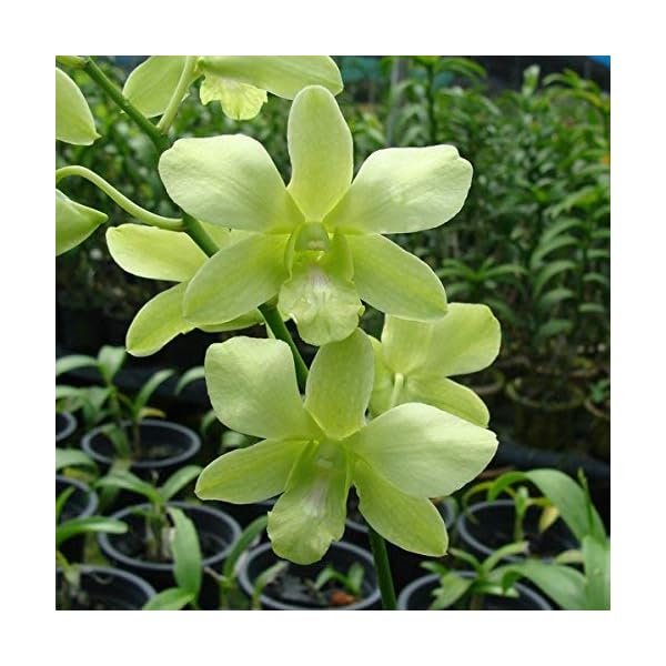 Living Colours Firm Pot With Dendrobium Live Orchid Plant, Assorted Subject To Availability, 5 Pieces - Image 6