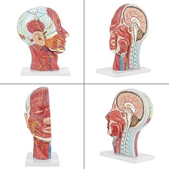 Human Half Head Face Anatomical Model Medical Sagittal Cut Head Study Model Nerve Blood Vessel Teaching Tool Buy Online At Best Price In Uae Amazon Ae