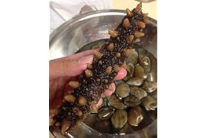 DOROTHY27 GOLDENSEA-Natural Sun Dried Wild Caught Alaska Red Sea Cucumber (Large Size)1lb,金海堂-野生淡干海参，野生阿拉斯加红刺参 （特级）Grade AAAA