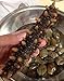 Alaska Red Dried Sea Cucumber-natural Sun Dried(Large)1lb, Grade AAA
