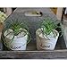 LianLe Artificial Succulent Plants Home Creative Decoration Succulent Flowers