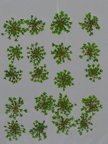LoveDiyLife green Queen Anne's Lace real pressed dried flowers
