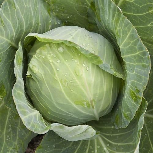Organic Non-GMO Golden Acre Cabbage - OPEN-POLLINATED - Garden Vegetable Seed for Planting (price includes shipping)
