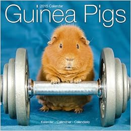 Guinea Pigs Calendar 2015 Wall calendars Animal Calendar Monthly Guinea Pigs Calendar 2015 Wall calendars Animal Calendar Monthly