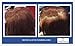 Ambiance Natural Dry Shampoo Powder & Brush for Dark Hair - Non Aerosol Travel Size Brunette Tinted Shampoo - Non Toxic, Benzene Free - Volumizing, Refreshes Oily Hair & Covers Roots Between Colorings