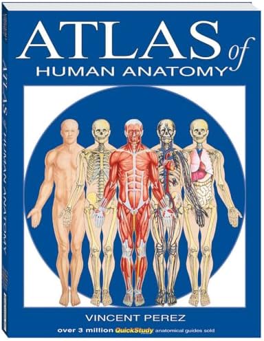 Atlas of Anatomy: 9781684202034: Medicine & Health Science Books