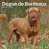Dogue de Bordeaux 2020 12 x 12 Inch Monthly Square Wall Calendar, Animals Dog Breeds by
