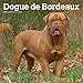 Dogue de Bordeaux 2020 12 x 12 Inch Monthly Square Wall Calendar, Animals Dog Breeds by