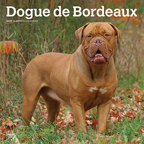 Dogue de Bordeaux 2020 12 x 12 Inch Monthly Square Wall Calendar, Animals Dog Breeds by BrownTrout Publishers Inc.