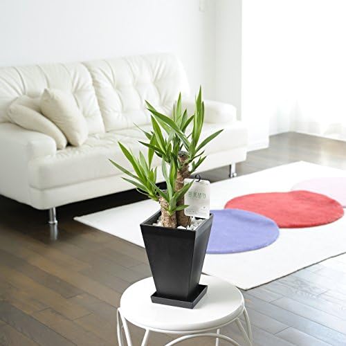 観葉植物 ユッカエレファンティペス 6号 黒角鉢皿付 超目玉