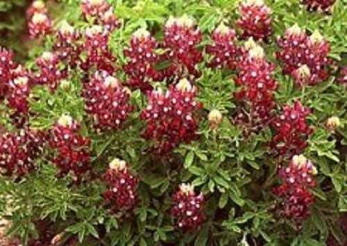 30+ Red Texas Bluebonnet Flower Seeds / Lupinus / Perennial