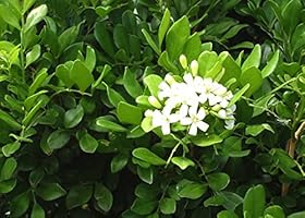 SAFLAX - Naranjo jazmín - 12 semillas - Murraya paniculata: Amazon ...