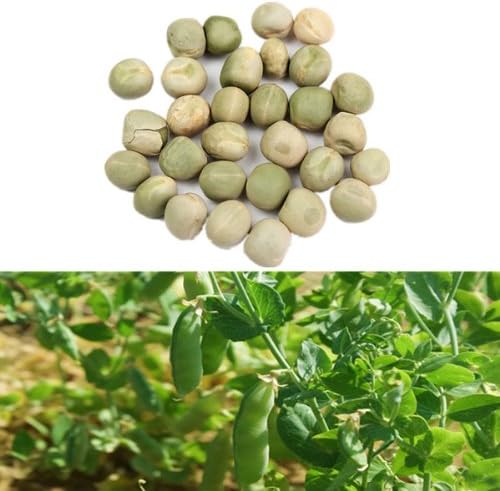 30PCS Snow Pea Seeds Green Bean Vegetable Seeds