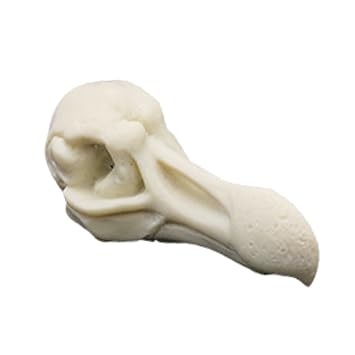 Magideal Various Decorative Animal Head Skulls Replica Model For