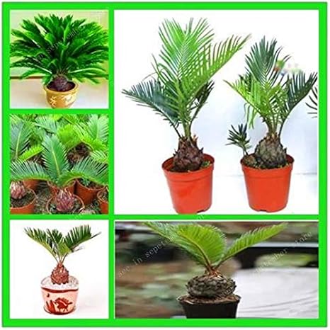 HONIC 100 PC/Bolso Azul Cycas Bonsais, Planta de sagú Palmera, Cycas árbol Bonsai, la tasa de 97% RARA Planta en Maceta en ciernes para el jardín de su casa: 50pcs: Amazon.es: Hogar