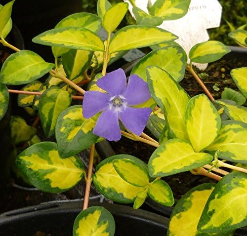 Vinca Minor Illumination 1ltr Shrub Plant in Pot (1 Plant)