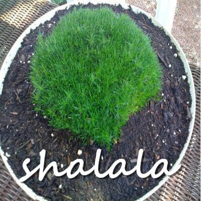 Pinkdose Bonsi de Musgo irlands Importado de 500 Piezas, bonsi de ...