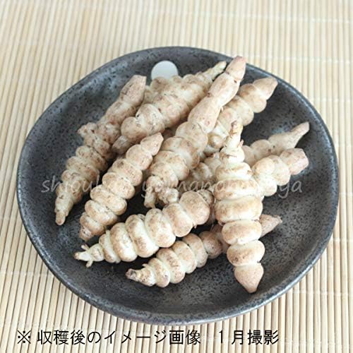 Amazon 紫桜館山の花屋 山菜苗 ジャンボチョロギ 種芋100個 花