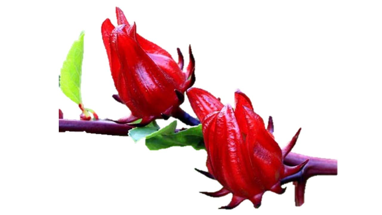 心に強く訴えるハイビスカスローゼル 種 最高の花の画像