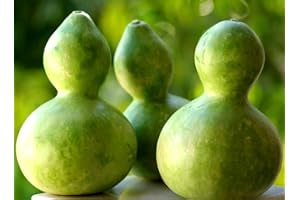 Rare Lagenaria Bottle Mix Seeds for Planting Calabash Bottle Gourd Pumpkin up to 5 Seeds