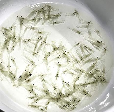 Amazon Com Aquaculture Nursery Farms Saltwater Feeder Shrimp