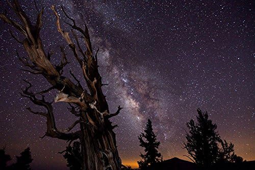 The milky way sky night trees etract winner of astronomical photographs - Print on Canvas (24x16inch: Unframed)