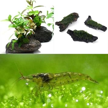 Amazon エビ 水草 人気の水草 置くだけセット ウィローモス 流木とミナミヌマエビ付 北海道 九州 沖縄航空便要保温 Charm チャーム 生体水草 通販