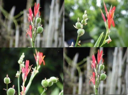 10 SEEDS RED SMALL PETAL CANNA INDICA LILY Ground or Pond plants + FREE PHYTO Flower Fresh & Viable From Garden