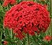 LYCHNIS HEIRLOOM (LYCHNIS CHALCEDONICA) "MALTESE CROSS" SCARLET COLORED BLOOMING CLUSTERS A PERENNIAL HUMMINGBIRDS LOVE APPROX 100 SEEDS