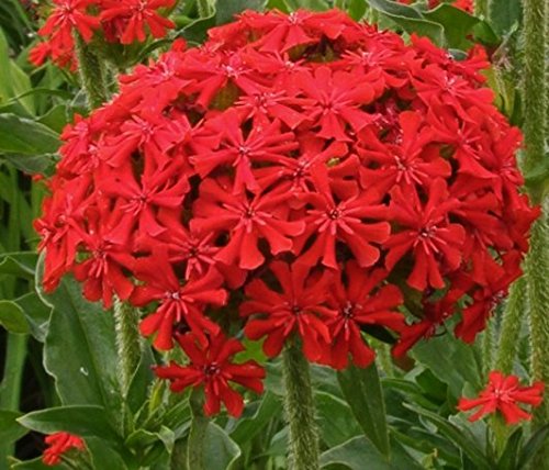 LYCHNIS HEIRLOOM (LYCHNIS CHALCEDONICA) “MALTESE CROSS” SCARLET COLORED BLOOMING CLUSTERS A PERENNIAL HUMMINGBIRDS LOVE APPROX 100 SEEDS
