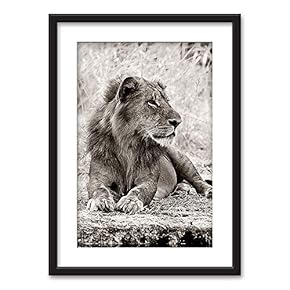 Framed Male Lion in Black White Black Picture...
