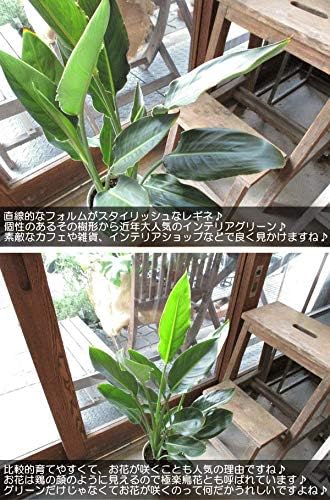 Amazon Co Jp ストレリチア レギネ 極楽鳥花 ゴクラクチョウカ 6号鉢サイズ 鉢植え ストレチア 薫る花 観葉植物 おしゃれ インテリアグリーン 中型 小型 ホーム キッチン