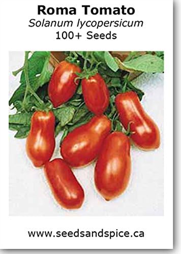 Roma Tomato Solanum Lycopersicum 100 Seeds Amazon Ca Patio Lawn