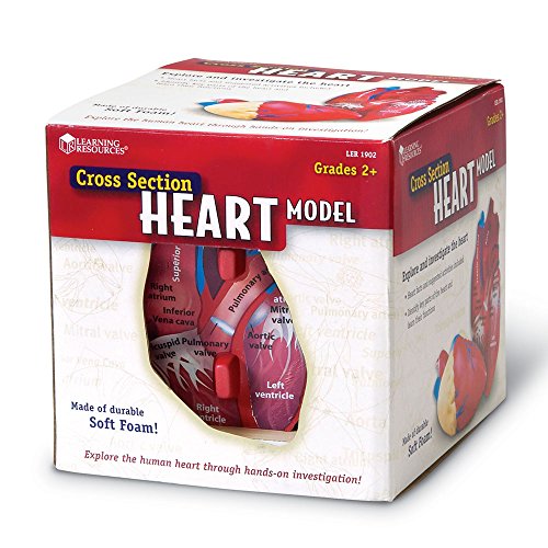 Learning Resources Cross-Section Human Heart Model