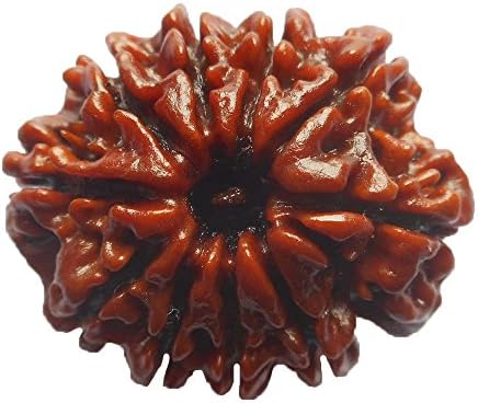10 Mukhi Rudraksha NEPAL Certified 23.55mm | 3.14gms Ten Face Rudraksh Bead
