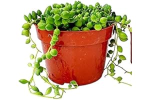 FAT PLANTS SAN DIEGO String of Pearls Succulents Plants Live, Succulent Plants Fully Rooted, Rare House Plant for Home Office Decoration, DIY Projects, Party Favor Gift by Fatplants