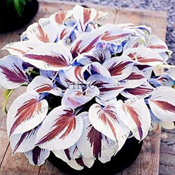 Agrobits 200pcs Sac Hosta Bonsaãs Vivaces Plantain Rare