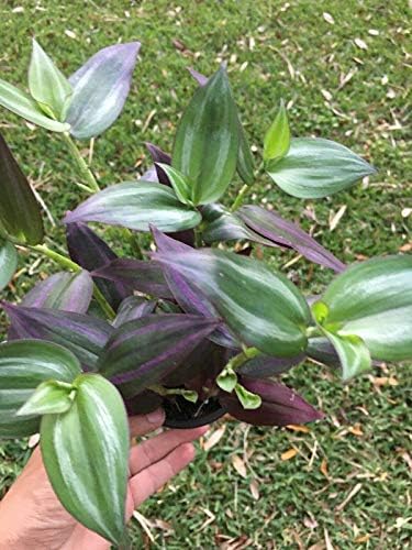 Wandering Jew - Tradescantia Unique Plant 3” Pot.by VioetSeeds