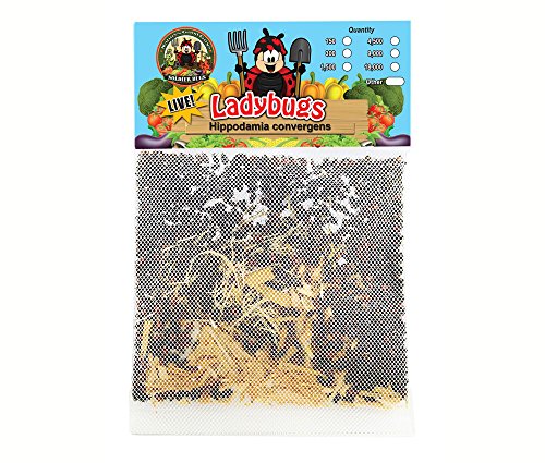 3 NaturesGoodGuys+Praying+Mantis+Habitat+Ladybugs