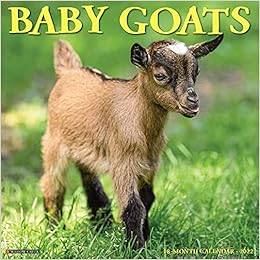 Goat Calendar 2022 Baby Goats 2022 Wall Calendar: Willow Creek Press: 9781549216763:  Amazon.com: Books