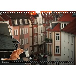 Feline Blues 2018: Racy Cats with Blues in the Blood! (Calvendo Animals)