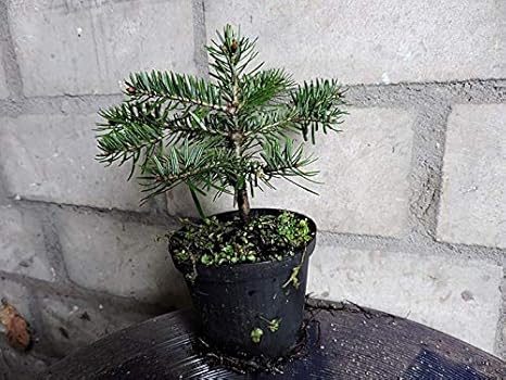 5 Stk. Nordmanntanne - Weihnachtsbaumjungpflanze- Topfware 3 jährig 8-15 cm